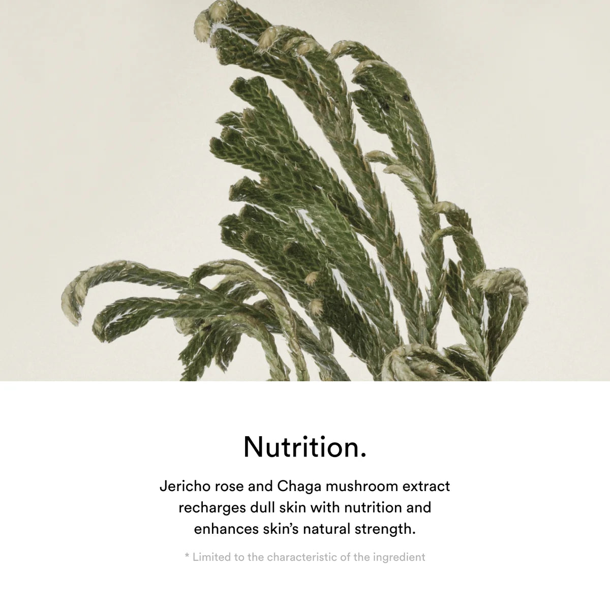 Abib - Jericho Rose Crème Nutrition Tube